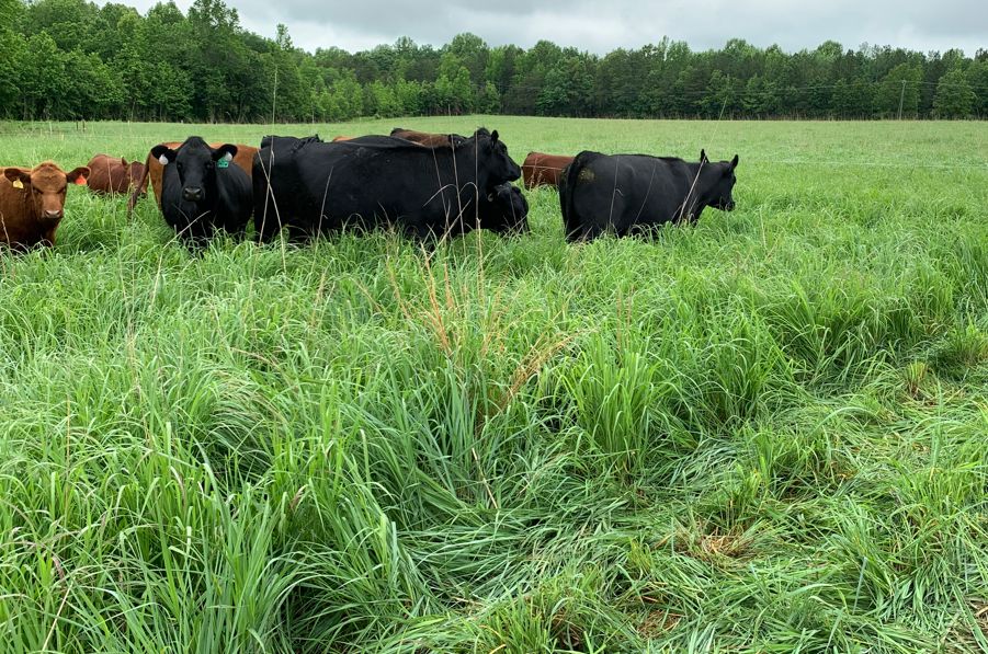 2023 regenerative cattle pasture grass